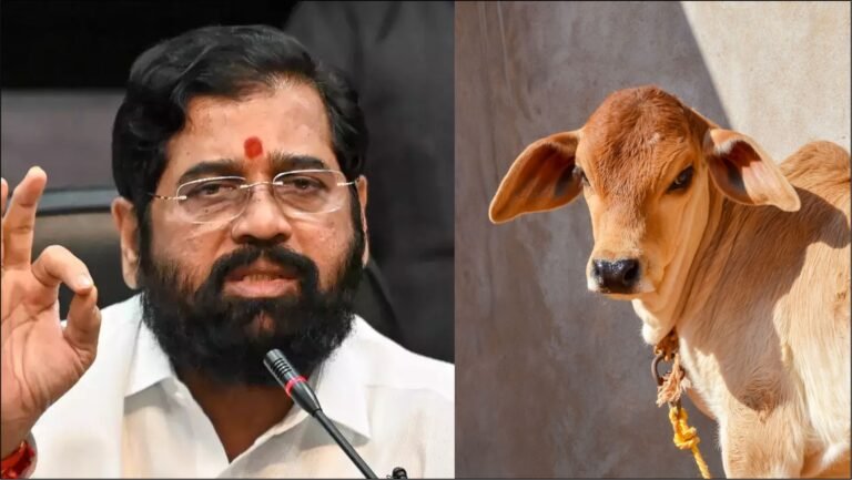 مہاراشٹر کابینہ کی میٹنگ: ریاستی حکومت کا بڑا فیصلہ! گائے کو راج ماتا کا اعزاز