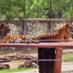 siddharth-garden-and-zoo-samarthnagar-aurangabad-a